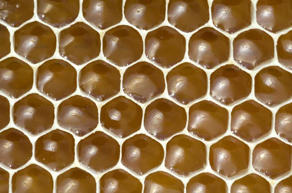 Honigwaben Waben Bienenwachs Wachs Bienenenstock — Fotografia de Stock