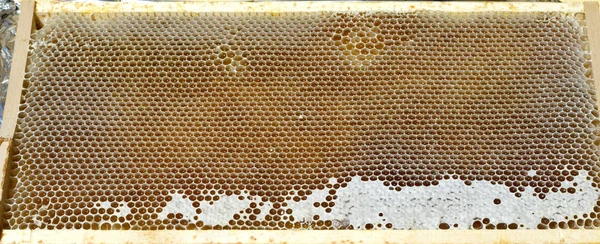 Honigwaben Waben Bienenwachs Wachs Bienenstock —  Fotos de Stock