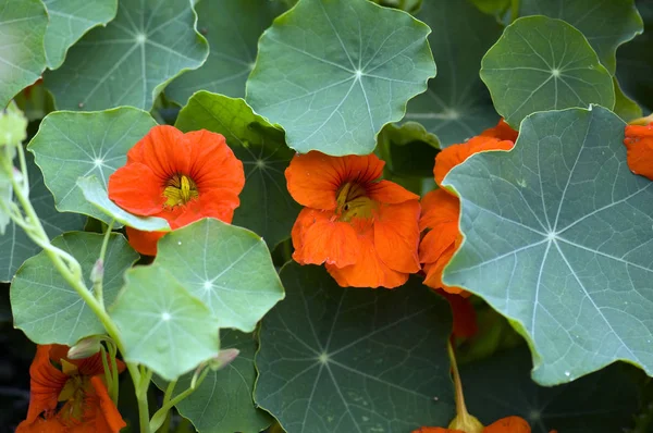 Calabaza Campo — Foto de Stock