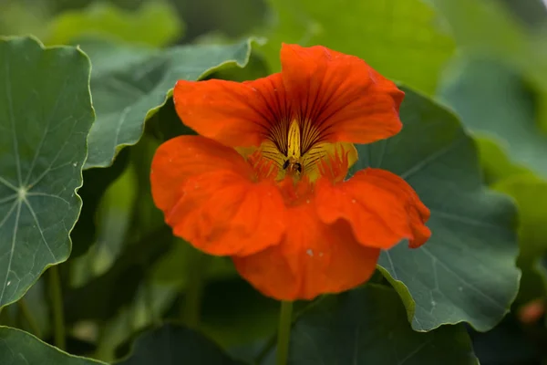 庭のオレンジの花 — ストック写真