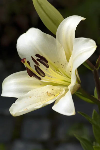 Madonnen Lilie Lilium Candidum — Stock Fotó