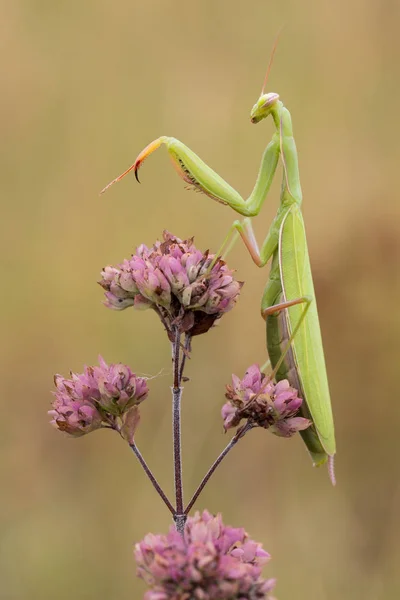 Orando Insecto Mantis Insecto — Foto de Stock