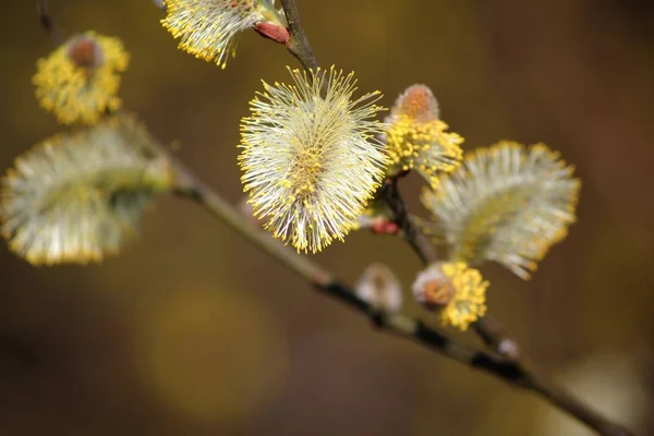 Close View Willow Catkins — Fotografia de Stock