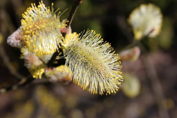Pussy Willow Spring Catkin — Stock fotografie