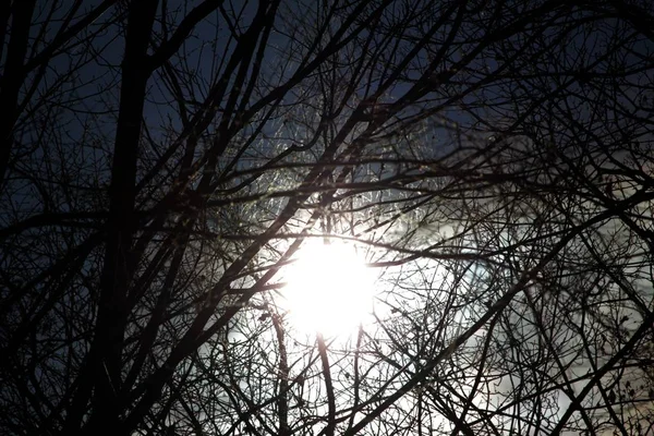 Silhouette Arbre Avec Coucher Soleil — Photo