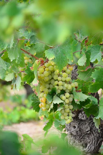 Agricultura Rural Vinos Racimos Uvas Árboles — Foto de Stock