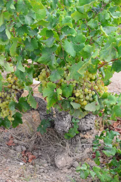 田舎の農業 ブドウのワインの束 — ストック写真