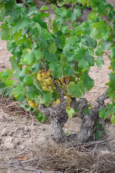 Vineyards Countryside Agriculture Plants — Stock Photo, Image