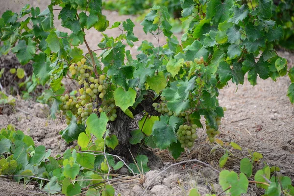 农村农业 葡萄酒 — 图库照片