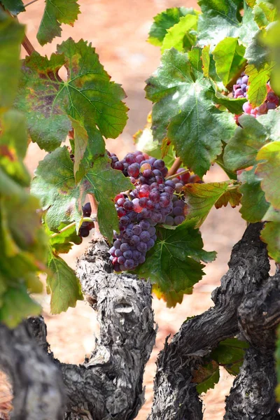 Viñedos Agricultura Rural Plantas — Foto de Stock