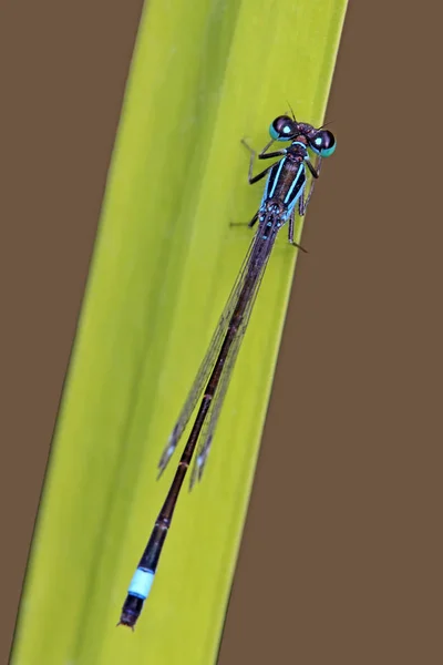 Tailed Damselfly Ischnura Elegans — Stock Photo, Image