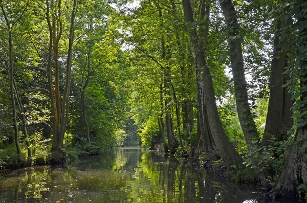 Fluxo Spreewald Leipe — Fotografia de Stock