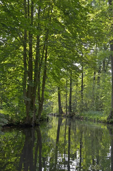 Fluxo Spreewald Leipe — Fotografia de Stock