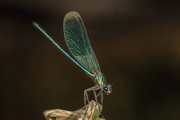 Verbonden Demoiselle Zit Een Blad — Stockfoto