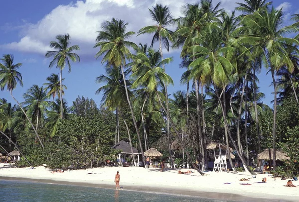 Vista Panorámica Playa Palmeras — Foto de Stock