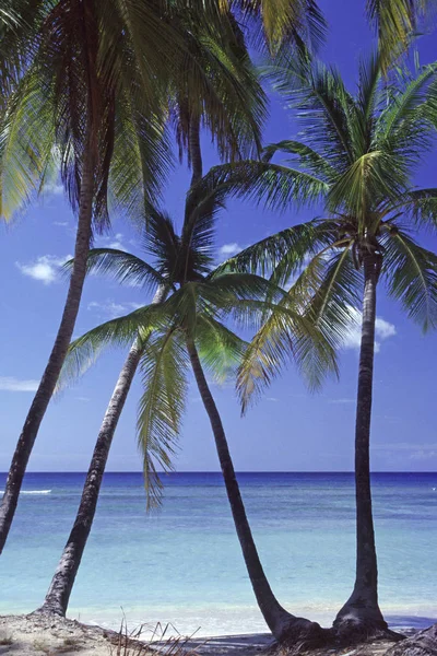 Malerischer Blick Auf Den Palmenstrand — Stockfoto