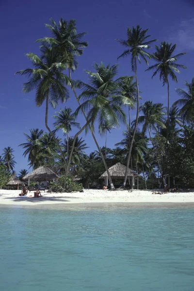 Αμμουδιά Στο Νησί Της Καραϊβικής Του Tobago Φοίνικες — Φωτογραφία Αρχείου