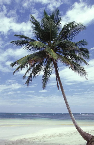 Песчаный Пляж Карибском Острове Табаго Пальмами — стоковое фото