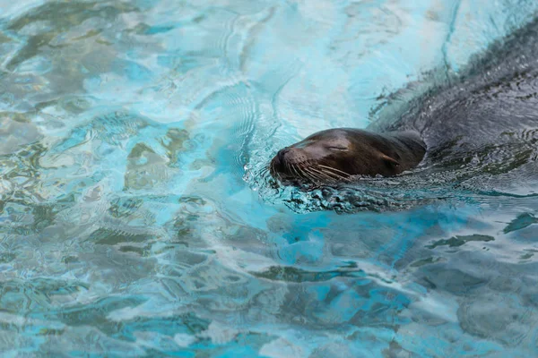 Una Foca Che Nuota Tira Fuori Testa Dall Acqua — Foto Stock