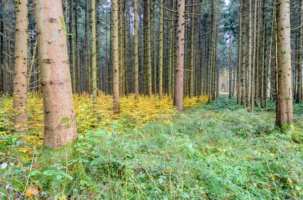 Caminho Bosque Misto Outono Arbustos São Divididos Amarelo Verde Parte — Fotografia de Stock