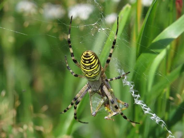 Vista Primer Plano Del Insecto Araña Avispa — Foto de Stock