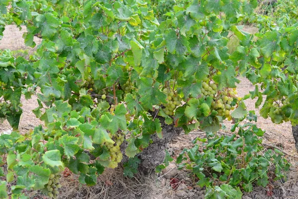 Wijngaarden Landbouwbedrijven Het Platteland — Stockfoto