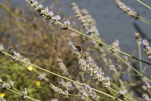 Forraje Abeja Lavanda — Foto de Stock