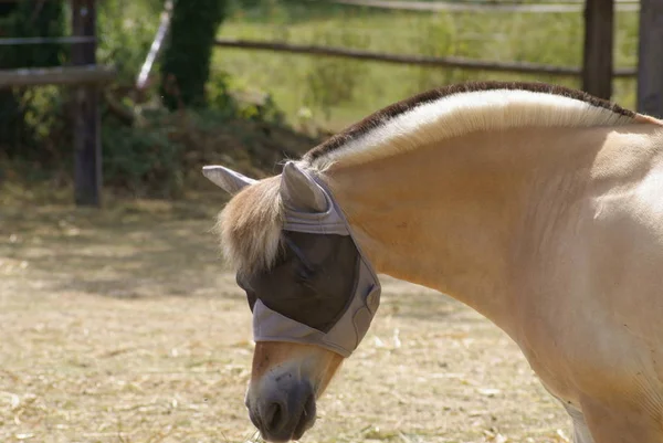 Cavalo Fiorde Com Proteção Ocular Contra Insetos Voadores — Fotografia de Stock