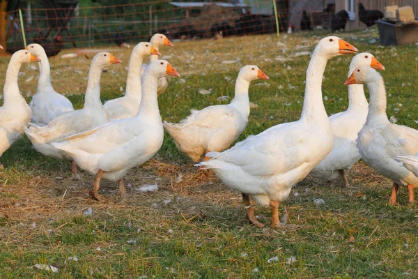 Domestic Poultry Farm — Stock Photo, Image
