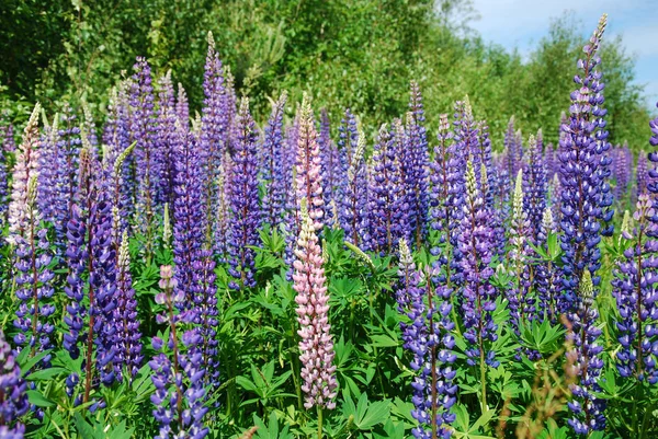 Färgglada Blå Och Rosa Solljus Lupiner Vilda Blommor Gröna Omgivningar — Stockfoto