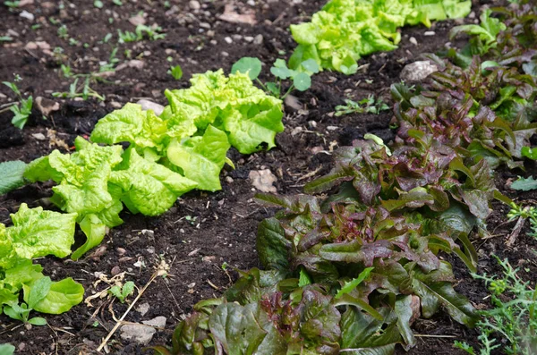 Salat Mit Wassertropfen Reihenweise Anbauen — Stockfoto