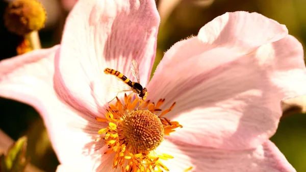 Mooi Botanisch Schot Natuurlijk Behang — Stockfoto