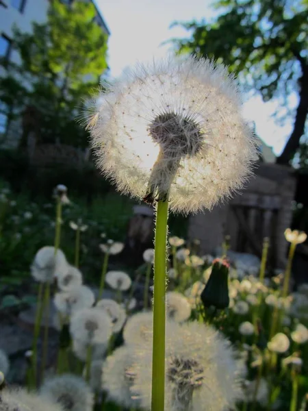 Vacker Utsikt Över Naturliga Maskros Blomma — Stockfoto