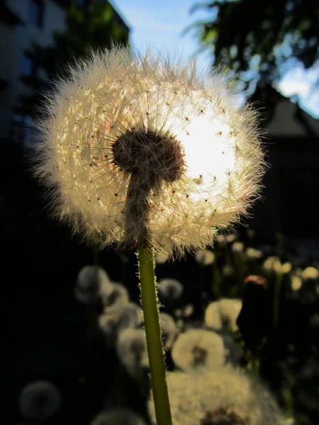 Belle Vue Sur Fleur Naturelle Pissenlit — Photo