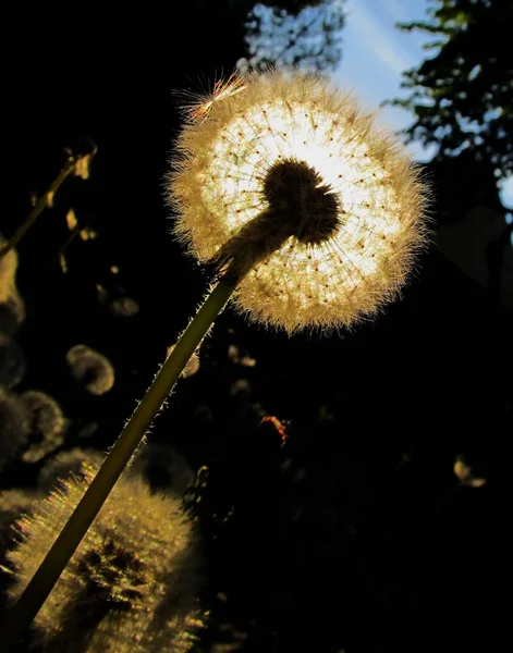 Krásný Pohled Přírodní Pampeliška Květiny — Stock fotografie