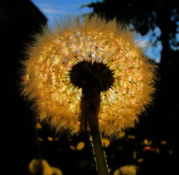 Schöne Aussicht Auf Natürliche Löwenzahnblume — Stockfoto