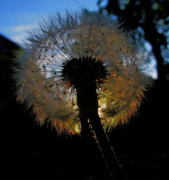 天然のタンポポの花の美しい景色 — ストック写真