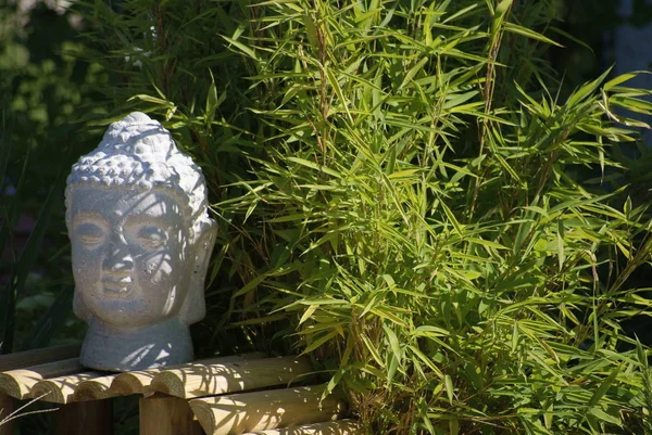 White Buddha Head Bamboo Plant — Stock Photo, Image