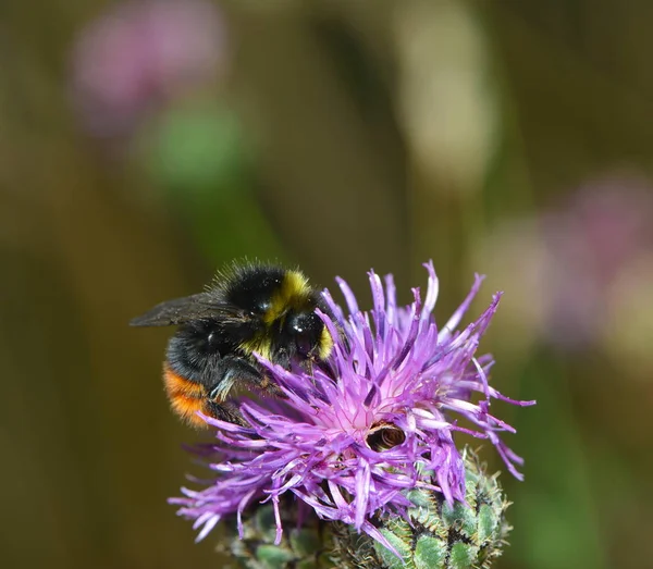 Bumblebee Nin Çiçekleri — Stok fotoğraf