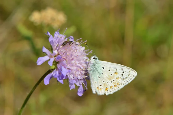 Merle Bleu Sur Fleur Concept Sauvagerie — Photo