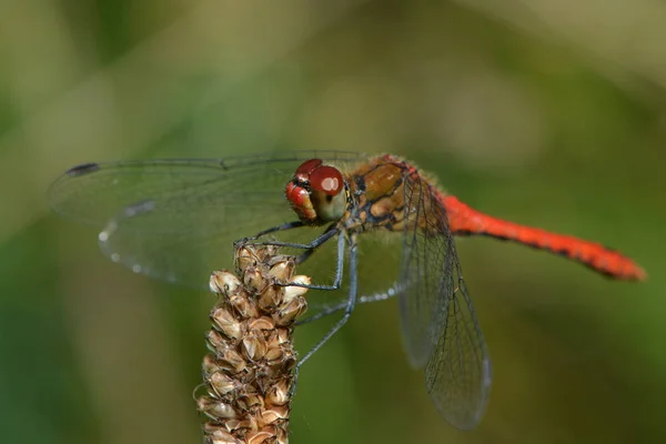 Closeup Macro View Dragonfly Insect — Stock Photo, Image