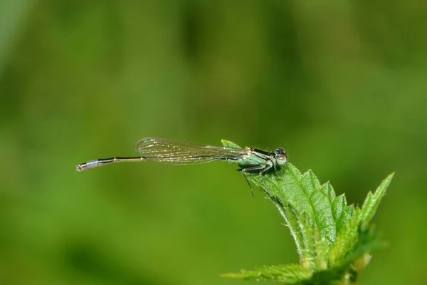 Entomology Odonata Dragonfly Insect — Stock Photo, Image