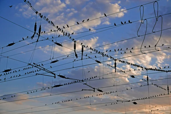Vacker Utsikt Över Vacker Fågel Naturen — Stockfoto