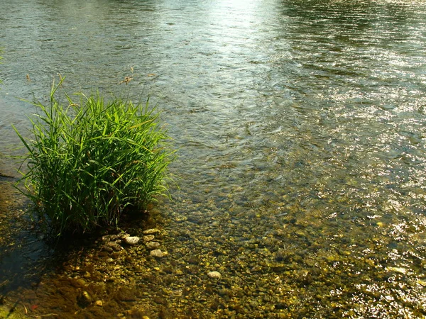 Fluxo Água Floresta — Fotografia de Stock