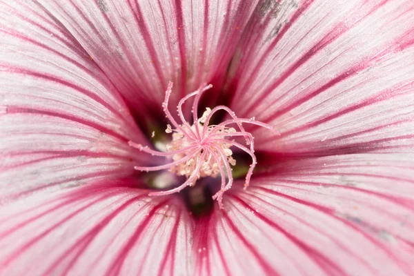 Bautiful Botanical Shot Natural Wallpaper — Stock Photo, Image