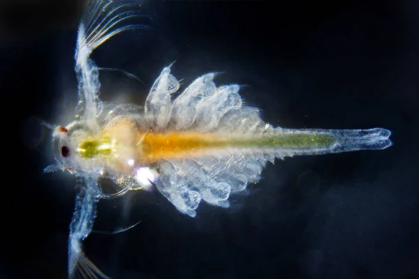 Micro Photo Artemia Salina — Photo