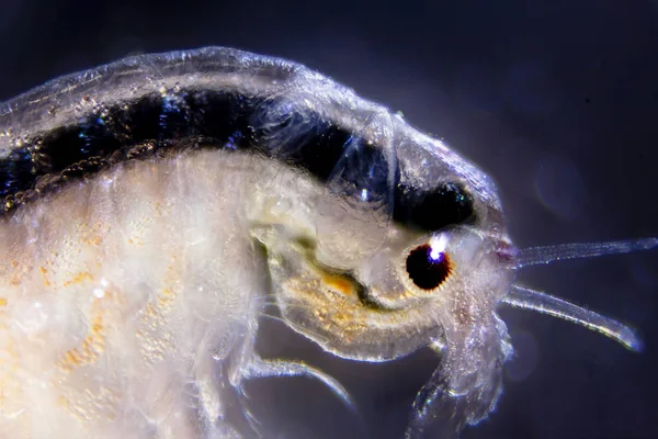 沙丁鱼的显微照片 — 图库照片