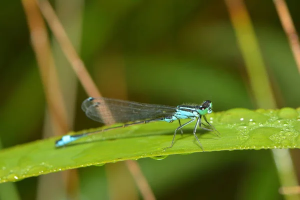 Entomology Odonata Dragonfly Insect — Stock Photo, Image