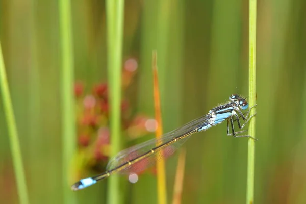 Entomologi Och Odonata Trollsländeinsekt — Stockfoto