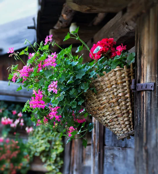 Mooi Botanisch Schot Natuurlijk Behang — Stockfoto